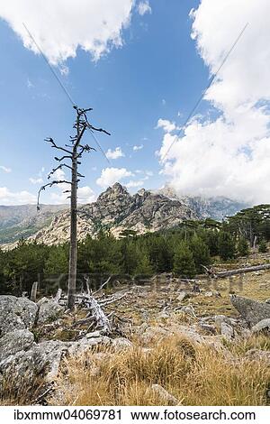 Abgestorbener Baum vor Berg, Col de Bavella, Bavella-Massiv, Korsika, Frankreich, Europa View Large Photo Image Stock Image - Abgestorbener Baum vor Berg, Col de Bavella, Bavella-Massiv, Korsika, Frankreich, Europa. Fotosearch