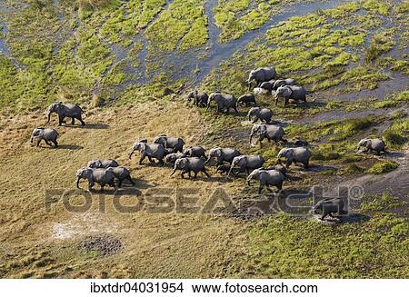 Afrikanische Elefanten (Loxodonta africana), Zuchtherde im Susswassersumpf, Luftaufnahme, Okavango Delta, Botswana, Afrika View Large Photo Image Picture - Afrikanische Elefanten (Loxodonta africana), Zuchtherde im Susswassersumpf, Luftaufnahme, Okavango Delta, Botswana, Afrika. Fotosearch