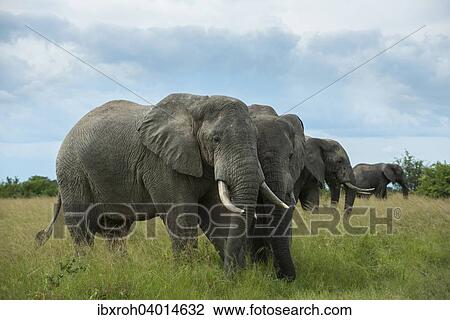 Afrikanische Elefanten (Loxodonta africana), Queen-Elizabeth-Nationalpark, Uganda, Afrika View Large Photo Image Stock Image - Afrikanische Elefanten (Loxodonta africana), Queen-Elizabeth-Nationalpark, Uganda, Afrika. Fotosearch