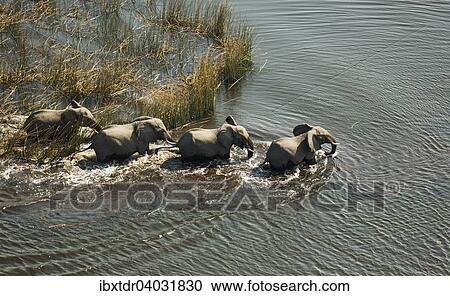 Afrikanische Elefanten (Loxodonta africana), vier Elefantenkuhe durchqueren einen Fluss, Luftaufnahme, Okavango Delta, Botswana, Afrika View Large Photo Image Stock Image - Afrikanische Elefanten (Loxodonta africana), vier Elefantenkuhe durchqueren einen Fluss, Luftaufnahme, Okavango Delta, Botswana, Afrika. Fotosearch