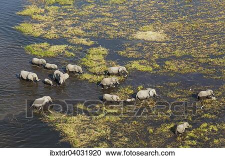 Afrikanische Elefanten (Loxodonta africana), Zuchtherde im Susswassersumpf, Luftaufnahme, Okavango Delta, Botswana, Afrika View Large Photo Image Stock Image - Afrikanische Elefanten (Loxodonta africana), Zuchtherde im Susswassersumpf, Luftaufnahme, Okavango Delta, Botswana, Afrika. Fotosearch