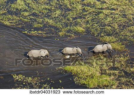 Afrikanische Elefanten (Loxodonta africana), Zuchtherde im Susswassersumpf, Luftaufnahme, Okavango Delta, Botswana, Afrika View Large Photo Image Stock Image - Afrikanische Elefanten (Loxodonta africana), Zuchtherde im Susswassersumpf, Luftaufnahme, Okavango Delta, Botswana, Afrika. Fotosearch