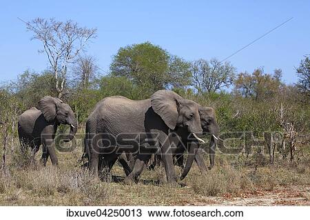 Afrikanische Elefanten (Loxodonta africana) im Buschland, Kruger-Nationalpark, Sudafrika View Large Photo Image Stock Image - Afrikanische Elefanten (Loxodonta africana) im Buschland, Kruger-Nationalpark, Sudafrika. Fotosearch