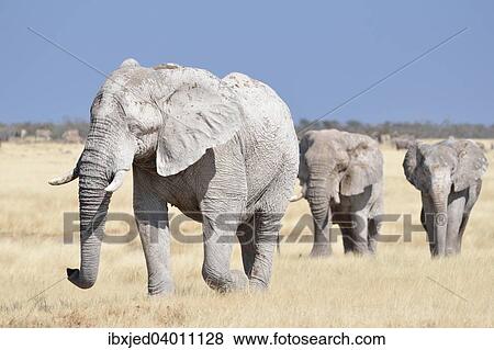 Afrikanische Elefanten (Loxodonta africana), mit Schlamm bedeckt, gehen durch trockenes Gras, Etosha-Nationalpark, Namibia, Afrika View Large Photo Image Stock Photo - Afrikanische Elefanten (Loxodonta africana), mit Schlamm bedeckt, gehen durch trockenes Gras, Etosha-Nationalpark, Namibia, Afrika. Fotosearch