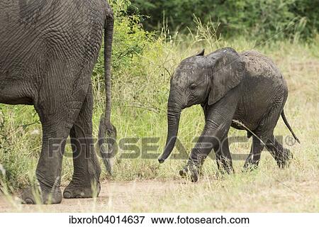 Afrikanische Elefanten (Loxodonta africana), Jungtier folgt Muttertier, Queen-Elizabeth-Nationalpark, Uganda, Afrika View Large Photo Image Stock Photo - Afrikanische Elefanten (Loxodonta africana), Jungtier folgt Muttertier, Queen-Elizabeth-Nationalpark, Uganda, Afrika. Fotosearch