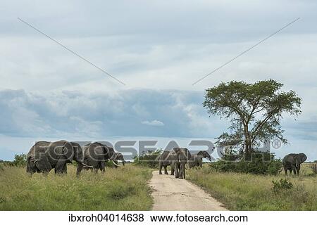 Stock Photo - Afrikanische Elefanten (Loxodonta africana), Herde auf Strasse, Queen-Elizabeth-Nationalpark, Uganda, Afrika. Fotosearch