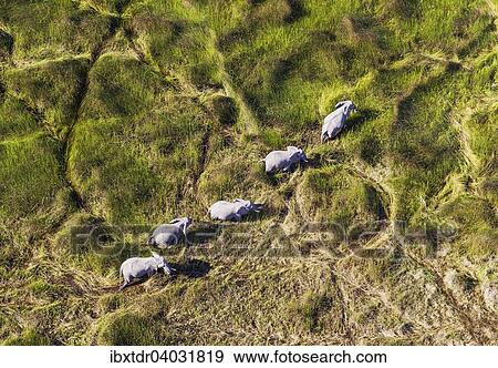 Afrikanische Elefanten (Loxodonta africana), Elefantenkuhe, grasen in einem Susswassersumpf, Luftaufnahme, Okavango Delta, Botswana, Afrika View Large Photo Image Stock Photo - Afrikanische Elefanten (Loxodonta africana), Elefantenkuhe, grasen in einem Susswassersumpf, Luftaufnahme, Okavango Delta, Botswana, Afrika. Fotosearch