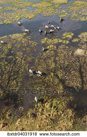 Afrikanische Elefanten (Loxodonta africana), Zuchtherde im Susswassersumpf, Luftaufnahme, Okavango Delta, Botswana, Afrika View Large Photo Image Stock Photo - Afrikanische Elefanten (Loxodonta africana), Zuchtherde im Susswassersumpf, Luftaufnahme, Okavango Delta, Botswana, Afrika. Fotosearch