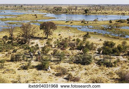 Afrikanische Elefanten (Loxodonta africana) und Kapgiraffe (Giraffa camelopardalis giraffa), am Fluss Gomoti, Luftaufnahme, Okavango Delta, Botswana, Afrika View Large Photo Image Stock Photo - Afrikanische Elefanten (Loxodonta africana) und Kapgiraffe (Giraffa camelopardalis giraffa), am Fluss Gomoti, Luftaufnahme, Okavango Delta, Botswana, Afrika. Fotosearch