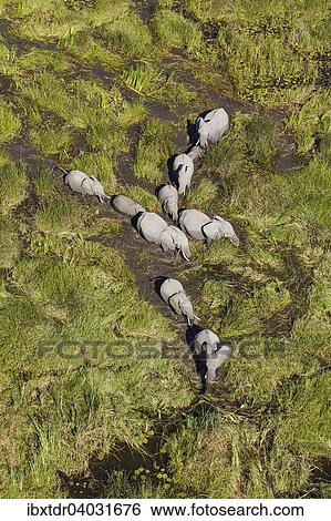 Afrikanische Elefanten (Loxodonta africana), Zuchtherde, in einem Susswassersumpf, Luftaufnahme, Okavango Delta, Botswana, Afrika View Large Photo Image Stock Photograph - Afrikanische Elefanten (Loxodonta africana), Zuchtherde, in einem Susswassersumpf, Luftaufnahme, Okavango Delta, Botswana, Afrika. Fotosearch