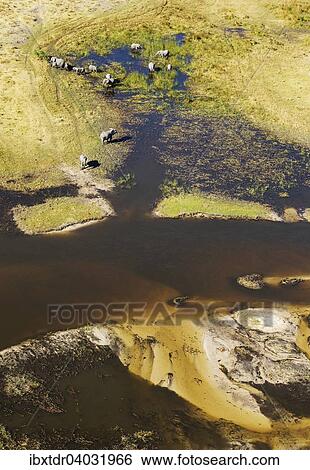 Stock Photograph - Afrikanische Elefanten (Loxodonta africana), Zuchtherde grast und trinkt im Susswassersumpf am Gomoti Fluss, Luftaufnahme, Okavango Delta, Botswana, Afrika. Fotosearch