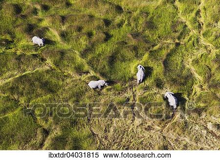 Afrikanische Elefanten (Loxodonta africana), Elefantenkuhe, grasen in einem Susswassersumpf, Luftaufnahme, Okavango Delta, Botswana, Afrika View Large Photo Image Stock Photography - Afrikanische Elefanten (Loxodonta africana), Elefantenkuhe, grasen in einem Susswassersumpf, Luftaufnahme, Okavango Delta, Botswana, Afrika. Fotosearch
