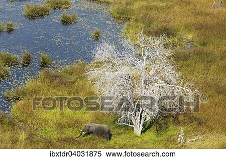 Afrikanische Elefanten (Loxodonta africana), Bull, grast in einem Susswassersumpf neben einem toten Baum, Luftaufnahme, Okavango Delta, Botswana, Afrika View Large Photo Image Stock Photography - Afrikanische Elefanten (Loxodonta africana), Bull, grast in einem Susswassersumpf neben einem toten Baum, Luftaufnahme, Okavango Delta, Botswana, Afrika. Fotosearch