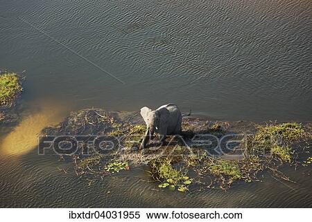 Afrikanische Elefanten (Loxodonta africana), Bulle grast im Susswassersumpf, Luftaufnahme, Okavango Delta, Botswana, Afrika View Large Photo Image Stock Photography - Afrikanische Elefanten (Loxodonta africana), Bulle grast im Susswassersumpf, Luftaufnahme, Okavango Delta, Botswana, Afrika. Fotosearch