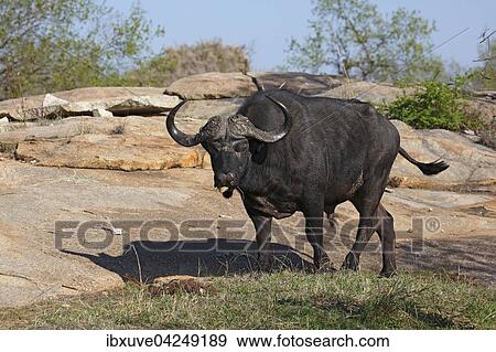 Afrikanischer Buffel, Kaffernbuffel (Syncerus caffer), Mannchen, Kruger-Nationalpark, Sudafrika View Large Photo Image Stock Photo - Afrikanischer Buffel, Kaffernbuffel (Syncerus caffer), Mannchen, Kruger-Nationalpark, Sudafrika. Fotosearch