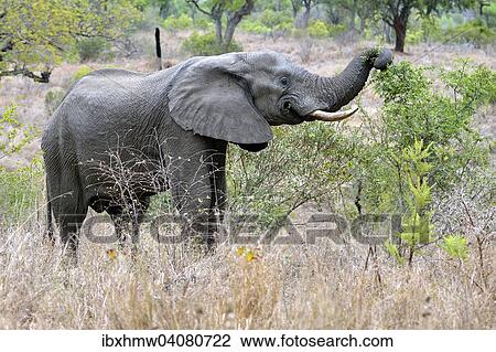 Afrikanischer Elefant (Laxodonta africana), Kruger-Nationalpark, Sudafrika View Large Photo Image Stock Image - Afrikanischer Elefant (Laxodonta africana), Kruger-Nationalpark, Sudafrika. Fotosearch