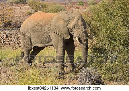 Afrikanischer Elefant (Loxodonta africana), alter Bulle, am Uniab Trockenfluss, Damaraland, Namib-Wuste, Region Kunene, Namibia, Afrika View Large Photo Image Picture - Afrikanischer Elefant (Loxodonta africana), alter Bulle, am Uniab Trockenfluss, Damaraland, Namib-Wuste, Region Kunene, Namibia, Afrika. Fotosearch