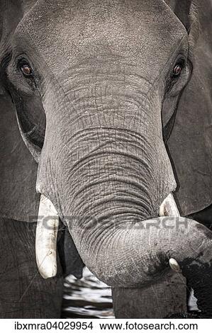 Afrikanischer Elefant (Loxodonta africana) mit Russel auf dem Stosszahn, Chobe-Nationalpark, Botswana, Afrika View Large Photo Image Picture - Afrikanischer Elefant (Loxodonta africana) mit Russel auf dem Stosszahn, Chobe-Nationalpark, Botswana, Afrika. Fotosearch