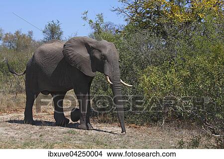 Afrikanischer Elefant (Loxodonta africana) im Buschland, adult, Kruger-Nationalpark, Sudafrika View Large Photo Image Picture - Afrikanischer Elefant (Loxodonta africana) im Buschland, adult, Kruger-Nationalpark, Sudafrika. Fotosearch