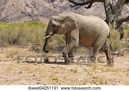 Afrikanischer Elefant (Loxodonta africana), Kuh, am Hoanib Trockenfluss, Kaokoland, Kaokoveld, Region Kunene, Namibia, Afrika View Large Photo Image Stock Image - Afrikanischer Elefant (Loxodonta africana), Kuh, am Hoanib Trockenfluss, Kaokoland, Kaokoveld, Region Kunene, Namibia, Afrika. Fotosearch