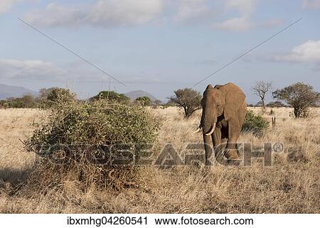 Afrikanischer Elefant (Loxodonta africana), Mannchen, Tsavo Ost Nationalpark, Kenia, Afrika View Large Photo Image Stock Image - Afrikanischer Elefant (Loxodonta africana), Mannchen, Tsavo Ost Nationalpark, Kenia, Afrika. Fotosearch