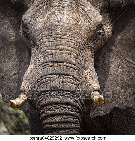 Afrikanischer Elefant (Loxodonta africana), Ghoha Hills, Chobe-Nationalpark, Botswana, Afrika View Large Photo Image Stock Image - Afrikanischer Elefant (Loxodonta africana), Ghoha Hills, Chobe-Nationalpark, Botswana, Afrika. Fotosearch
