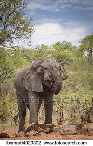 Stock Image - Afrikanischer Elefant (Loxodonta africana) mit geoffnetem Maul beim Trinken am Wasserloch, Ghoha Hills, Chobe-Nationalpark, Botswana, Afrika. Fotosearch