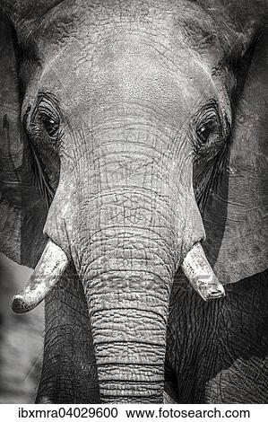 Afrikanischer Elefant (Loxodonta africana) mit abgebrochenem Stosszahn, Chobe-Nationalpark, Botswana, Afrika View Large Photo Image Stock Image - Afrikanischer Elefant (Loxodonta africana) mit abgebrochenem Stosszahn, Chobe-Nationalpark, Botswana, Afrika. Fotosearch