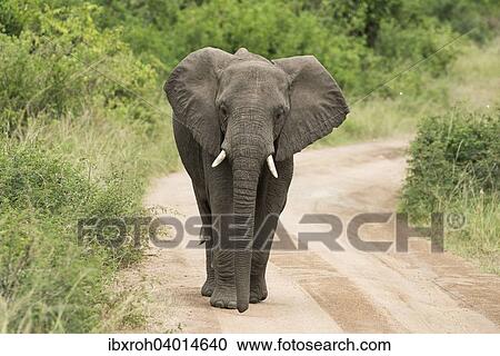 Afrikanischer Elefant (Loxodonta africana), auf Weg, Queen-Elizabeth-Nationalpark, Uganda, Afrika View Large Photo Image Stock Image - Afrikanischer Elefant (Loxodonta africana), auf Weg, Queen-Elizabeth-Nationalpark, Uganda, Afrika. Fotosearch