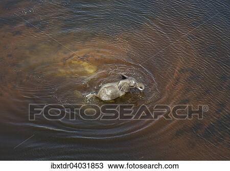 Afrikanischer Elefant (Loxodonta africana), Elefantenbull in einem Fluss, Luftaufnahme, Okavango Delta, Botswana, Afrika View Large Photo Image Stock Image - Afrikanischer Elefant (Loxodonta africana), Elefantenbull in einem Fluss, Luftaufnahme, Okavango Delta, Botswana, Afrika. Fotosearch
