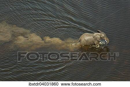 Afrikanischer Elefant (Loxodonta africana), Elefantenbull durchquert einen Fluss, Luftaufnahme, Okavango Delta, Botswana, Afrika View Large Photo Image Stock Image - Afrikanischer Elefant (Loxodonta africana), Elefantenbull durchquert einen Fluss, Luftaufnahme, Okavango Delta, Botswana, Afrika. Fotosearch
