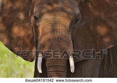 Afrikanischer Elefant (Loxodonta africana), von roter Erde gefarbt, Tsavo West, Kenia, Afrika View Large Photo Image Stock Image - Afrikanischer Elefant (Loxodonta africana), von roter Erde gefarbt, Tsavo West, Kenia, Afrika. Fotosearch