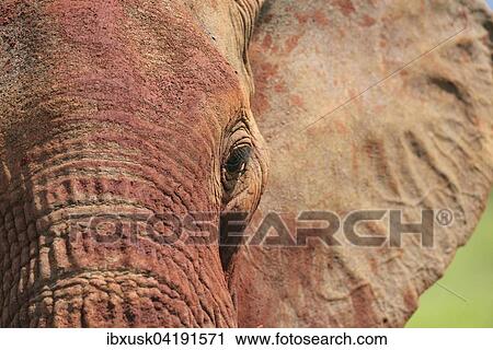Afrikanischer Elefant (Loxodonta africana) im Morgenlicht, von roter Erde gefarbt, Tsavo West, Kenia, Afrika View Large Photo Image Stock Image - Afrikanischer Elefant (Loxodonta africana) im Morgenlicht, von roter Erde gefarbt, Tsavo West, Kenia, Afrika. Fotosearch