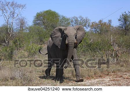 Afrikanischer Elefant (Loxodonta africana) im Buschland, adult, Kruger-Nationalpark, Sudafrika View Large Photo Image Stock Image - Afrikanischer Elefant (Loxodonta africana) im Buschland, adult, Kruger-Nationalpark, Sudafrika. Fotosearch