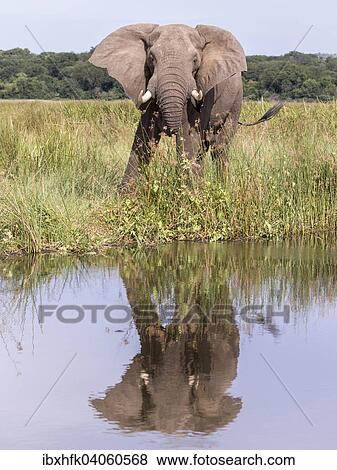 Stock Photo - Afrikanischer Elefant (Loxodonta africana), Murchison-Falls-Nationalpark, Uganda, Afrika. Fotosearch