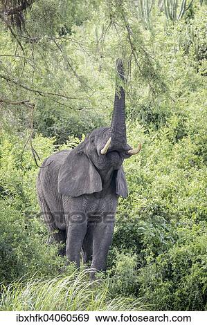 Afrikanischer Elefant (Loxodonta africana), Queen-Elizabeth-Nationalpark, Uganda, Afrika View Large Photo Image Stock Photo - Afrikanischer Elefant (Loxodonta africana), Queen-Elizabeth-Nationalpark, Uganda, Afrika. Fotosearch