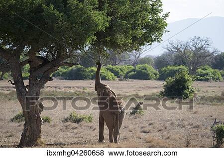 Afrikanischer Elefant (Loxodonta africana), auf Nahrungssuche am Baum, Kenia, Afrika View Large Photo Image Stock Photo - Afrikanischer Elefant (Loxodonta africana), auf Nahrungssuche am Baum, Kenia, Afrika. Fotosearch