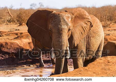 Afrikanischer Elefant (Loxodonta africana), Mannchen im Schlamm, Tsavo Ost Nationalpark, Kenia, Afrika View Large Photo Image Stock Photo - Afrikanischer Elefant (Loxodonta africana), Mannchen im Schlamm, Tsavo Ost Nationalpark, Kenia, Afrika. Fotosearch