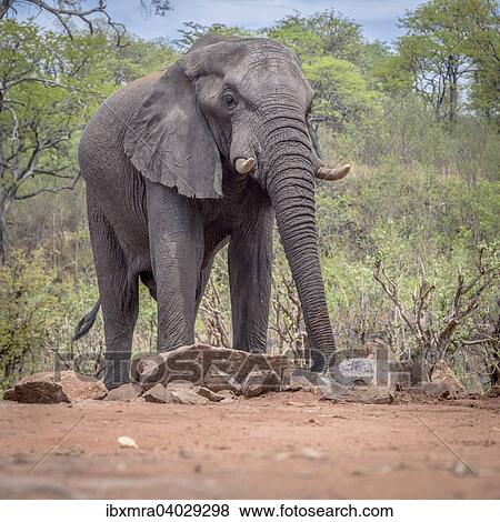 Afrikanischer Elefant (Loxodonta africana) beim Trinken am Wasserloch, Ghoha Hills, Chobe-Nationalpark, Botswana, Afrika View Large Photo Image Stock Photo - Afrikanischer Elefant (Loxodonta africana) beim Trinken am Wasserloch, Ghoha Hills, Chobe-Nationalpark, Botswana, Afrika. Fotosearch