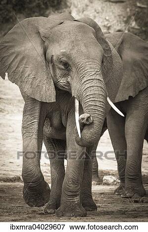 Afrikanischer Elefant (Loxodonta africana) mit verschlungenem Russel, Chobe-Nationalpark, Botswana, Afrika View Large Photo Image Stock Photo - Afrikanischer Elefant (Loxodonta africana) mit verschlungenem Russel, Chobe-Nationalpark, Botswana, Afrika. Fotosearch