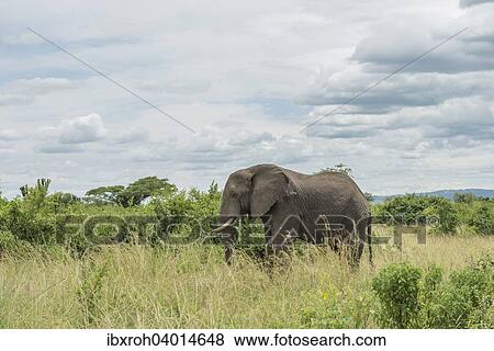 Afrikanischer Elefant (Loxodonta africana), Queen-Elizabeth-Nationalpark, Uganda, Afrika View Large Photo Image Stock Photo - Afrikanischer Elefant (Loxodonta africana), Queen-Elizabeth-Nationalpark, Uganda, Afrika. Fotosearch