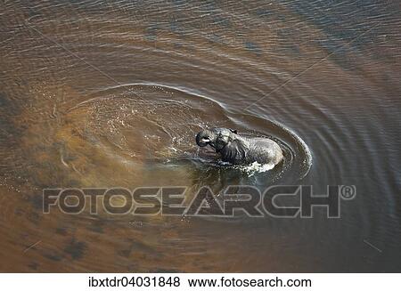 Afrikanischer Elefant (Loxodonta africana), Elefantenbull in einem Fluss, Luftaufnahme, Okavango Delta, Botswana, Afrika View Large Photo Image Stock Photo - Afrikanischer Elefant (Loxodonta africana), Elefantenbull in einem Fluss, Luftaufnahme, Okavango Delta, Botswana, Afrika. Fotosearch
