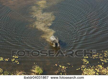 Afrikanischer Elefant (Loxodonta africana), Elefantenbull durchquert einen Fluss, Luftaufnahme, Okavango Delta, Botswana, Afrika View Large Photo Image Stock Photo - Afrikanischer Elefant (Loxodonta africana), Elefantenbull durchquert einen Fluss, Luftaufnahme, Okavango Delta, Botswana, Afrika. Fotosearch