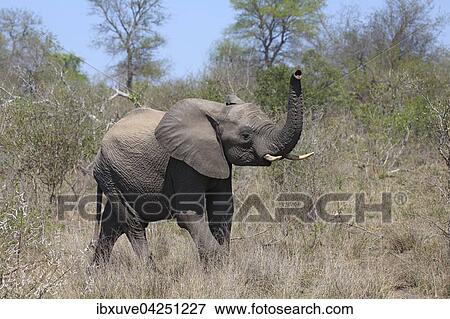 Afrikanischer Elefant (Loxodonta africana) im Buschland, Jungtier, Kruger-Nationalpark, Sudafrika View Large Photo Image Stock Photo - Afrikanischer Elefant (Loxodonta africana) im Buschland, Jungtier, Kruger-Nationalpark, Sudafrika. Fotosearch