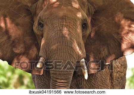 Afrikanischer Elefant (Loxodonta africana), von roter Erde gefarbt, Tsavo West, Kenia, Afrika View Large Photo Image Stock Photograph - Afrikanischer Elefant (Loxodonta africana), von roter Erde gefarbt, Tsavo West, Kenia, Afrika. Fotosearch