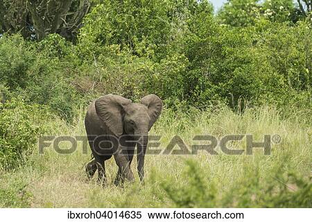Stock Photography - Afrikanischer Elefant (Loxodonta africana), Jungtier, Queen-Elizabeth-Nationalpark, Uganda, Afrika. Fotosearch
