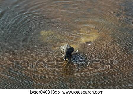 Afrikanischer Elefant (Loxodonta africana), Elefantenbull durchquert einen Fluss, Luftaufnahme, Okavango Delta, Botswana, Afrika View Large Photo Image Stock Photography - Afrikanischer Elefant (Loxodonta africana), Elefantenbull durchquert einen Fluss, Luftaufnahme, Okavango Delta, Botswana, Afrika. Fotosearch