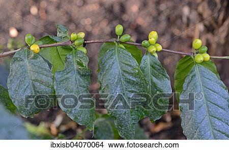 Afrikanischer Kaffee (Coffea stenophylla), Westafrika View Large Photo Image Picture - Afrikanischer Kaffee (Coffea stenophylla), Westafrika. Fotosearch
