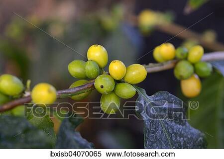 Stock Photography - Afrikanischer Kaffee (Coffea stenophylla), Westafrika. Fotosearch