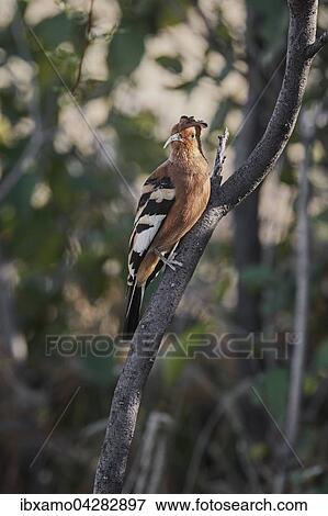 Stock Photo - Afrikanischer Wiedehopf (Upupa pops) sitzt auf Ast, Etosha-Nationalpark, Namibia, Afrika. Fotosearch